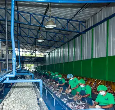 coconut preparation